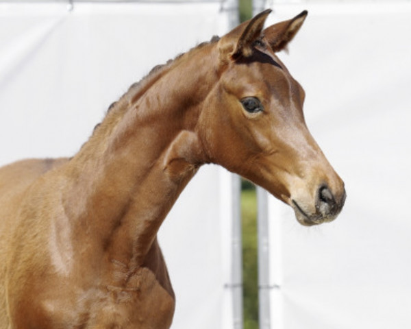 horse McMayla (Westphalian, 2022, from Mclaren)