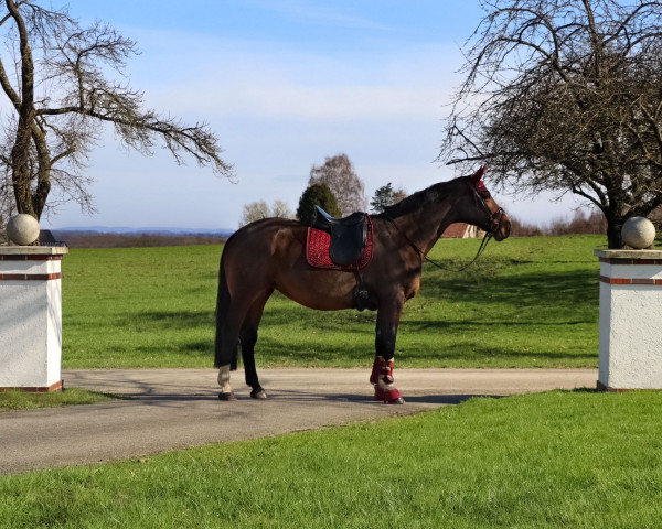 broodmare Fiona 512 (Westphalian, 2007, from Flovino)