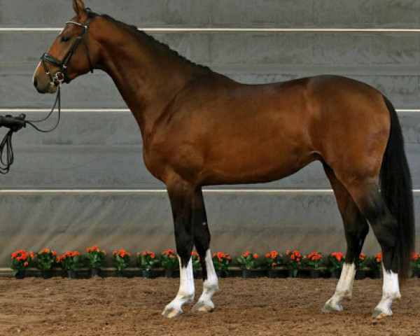 horse New Hill Danneman 209 FIN (Finnish Warmblood, 2015, from Danciano)