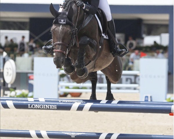 Springpferd Mardinie (Belgisches Warmblut, 2012, von Spartacus TN)