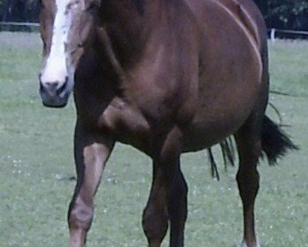 broodmare Chanett (Zweibrücken, 1993, from Chardonnay)
