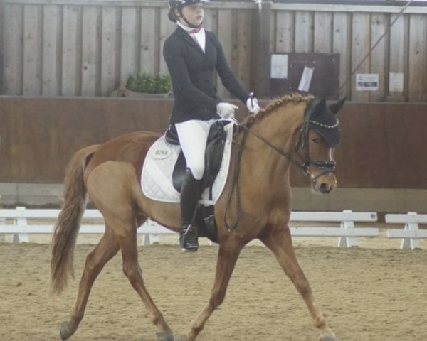 Dressurpferd Don Dinero 33 (Deutsches Reitpony, 2019, von Dating AT NRW)