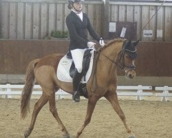dressage horse Don Dinero 33 (German Riding Pony, 2019, from Dating AT NRW)