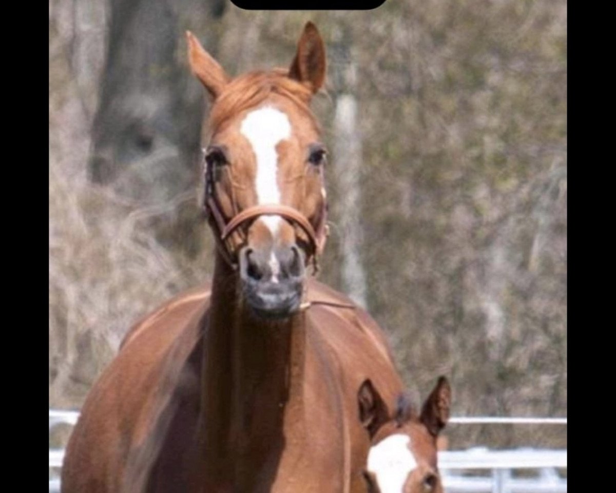 broodmare Fürstin (Hanoverian, 2005, from Fürst Heinrich)