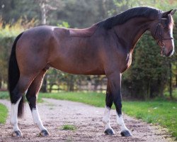 Springpferd Lord Salvador.k (KWPN (Niederländisches Warmblut), 2016, von El Salvador)