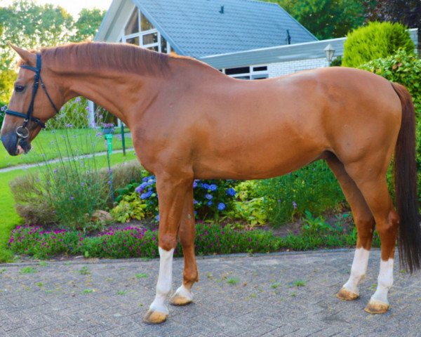 horse Furiel (KWPN (Royal Dutch Sporthorse), 2010, from London)