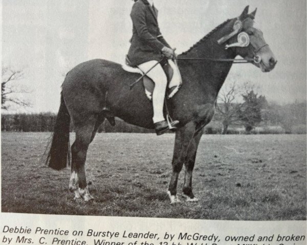horse Burstye Leander (Welsh Partbred, 1972, from Mcgredy xx)