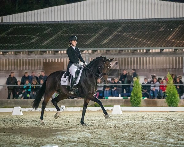 Dressurpferd Ricosa B (Westfale, 2006, von Riccione)