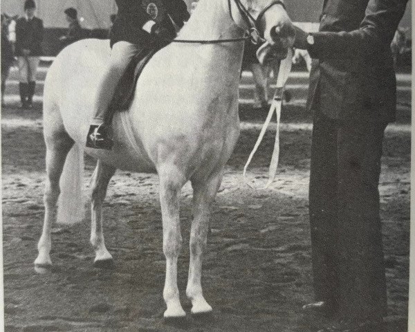 broodmare Foxhunter Mosel (Welsh mountain pony (SEK.A), 1972, from Clan Pip)