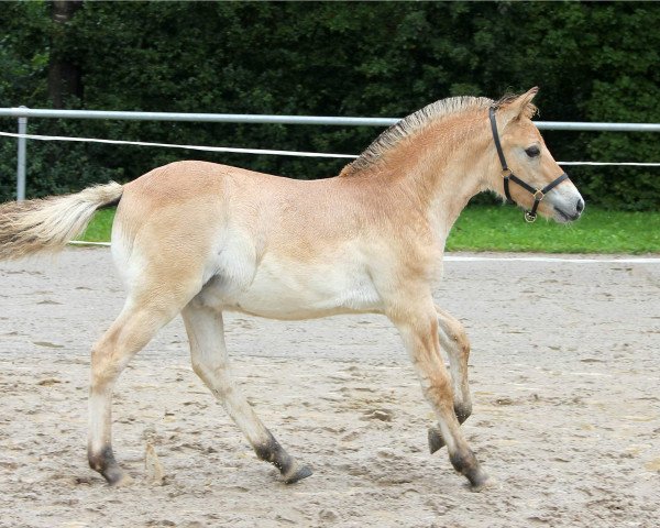 Pferd Finnjard (Fjordpferd, 2021, von Friso)