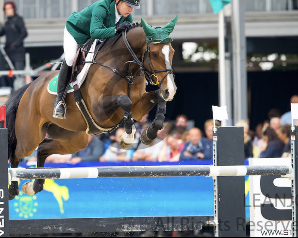 Springpferd Ballypatrick Flamenco (Irish Sport Horse, 2010, von J'taime flamenco) Springpferd Ballypatrick Flamenco (Irish Sport Horse, 2010, von J'taime flamenco)