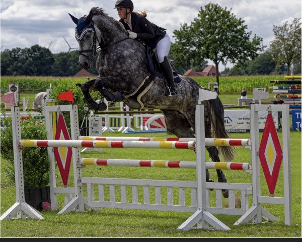 jumper La Royal Luna (Oldenburg show jumper, 2016, from Chaccato)