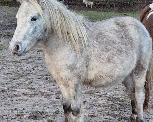 broodmare Jacky 2 (German Classic Pony, 2022, from Just Dance vom Regenbogen)