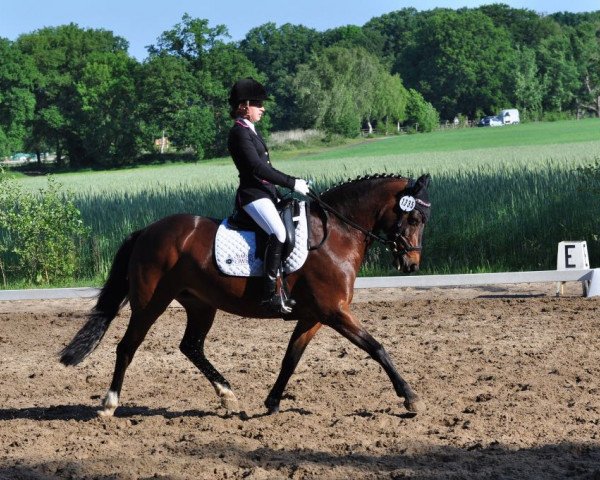 Zuchtstute Delia 117 (Deutsches Reitpony, 2004, von Calli's Hope)