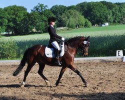 Zuchtstute Delia 117 (Deutsches Reitpony, 2004, von Calli's Hope)