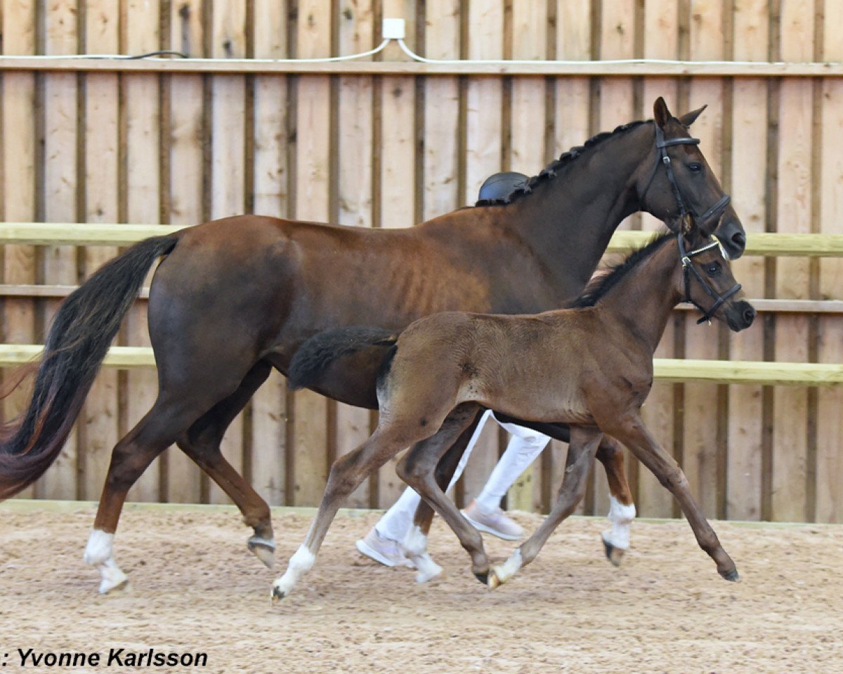 Zuchtstute This Way (Schwedisches Warmblut, 2019, von Total Hope OLD)