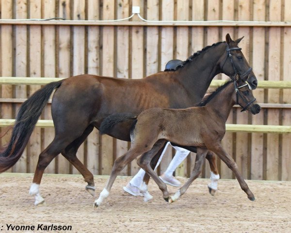 horse Straight Way (Swedish Warmblood, 2023, from Sibelius 1315)