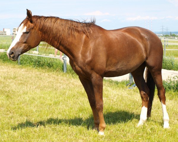 horse Lona (Sachse, 1999, from Pasolini)