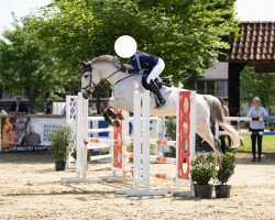 broodmare Montessa 4 (Westphalian, 2007, from Montendro)