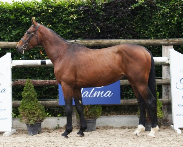 horse Haschich de Talma (Selle Français, 2017, from Adagio de Talma)