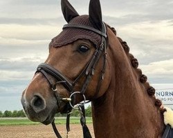 Dressurpferd First Fabulous Flip (Westfale, 2017, von First Final)