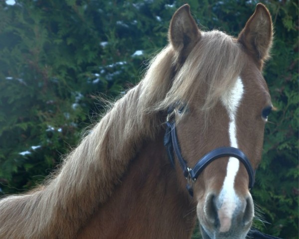 broodmare Lillifee (German Riding Pony, 2022, from Dimension AT NRW)