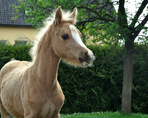horse Arielle (German Riding Pony, 2023, from Mescal 15)