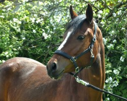 broodmare Dancing Queen 233 (German Riding Pony, 2020, from Million Reasons)