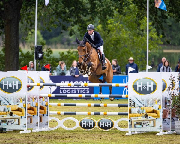 jumper Kinmar Quality Hero (Irish Sport Horse, 2013, from Obos Quality)