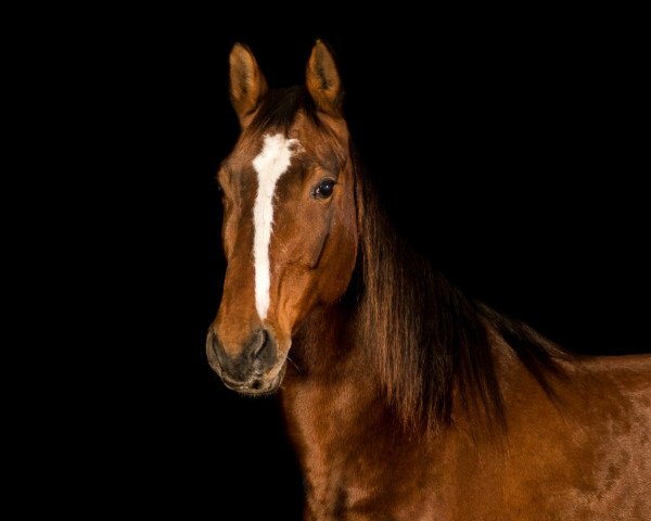 broodmare Elfentau (Württemberger, 2005, from Elfengeist)