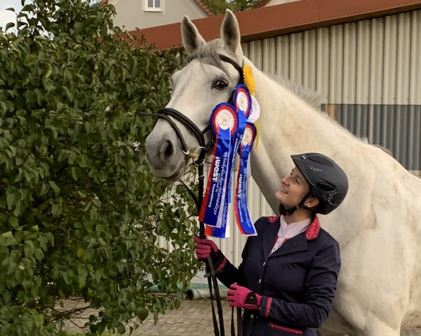 Zuchtstute High Society 39 (KWPN (Niederländisches Warmblut), 2012, von Zirocco Blue)
