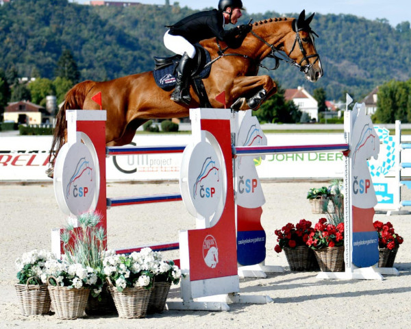 Springpferd OFFICIER VAN DE ACHTERHOEK (Belgisches Warmblut, 2014, von Carrera VDL)