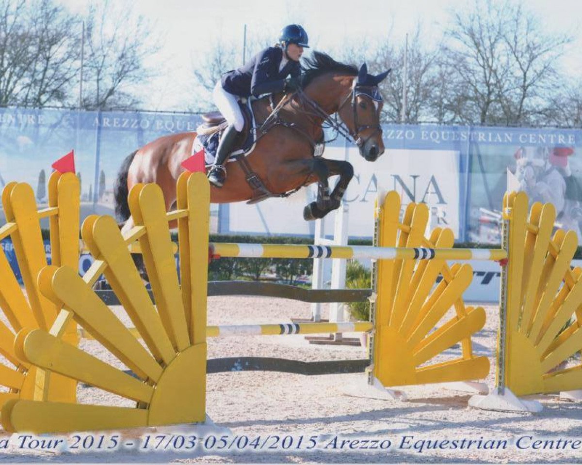 jumper Dontez (KWPN (Royal Dutch Sporthorse), 2008, from Verdi)