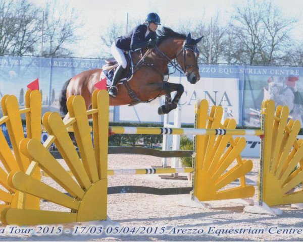 jumper Dontez (KWPN (Royal Dutch Sporthorse), 2008, from Verdi)