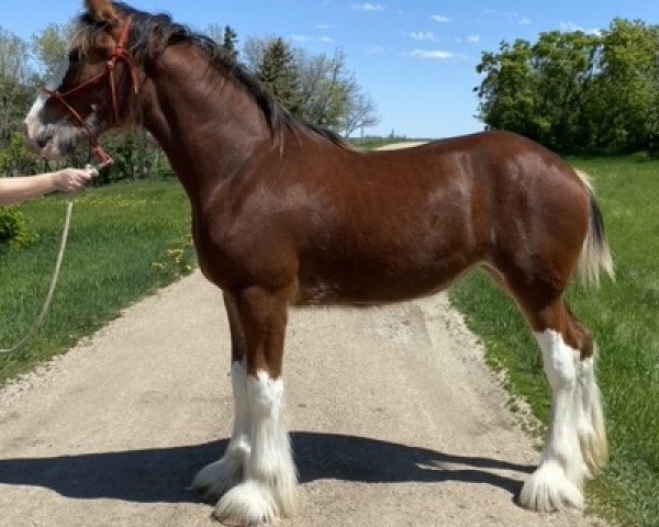 broodmare Hill Topper Melody's Symphony (Clydesdale, 2021, from Covered Bridge Zeus)