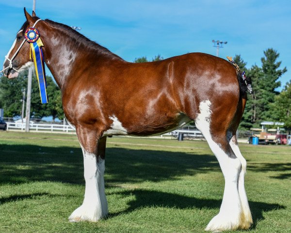 broodmare Prairieview Margot (Clydesdale, 2016, from Northumberland Viceroy)