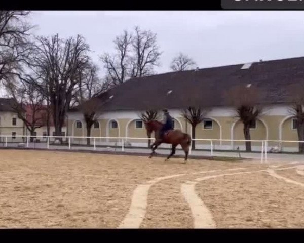 Video of Voltaire FH