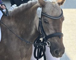 dressage horse Bestwind v. Clus (German Classic Pony, 2010, from Jabolo)