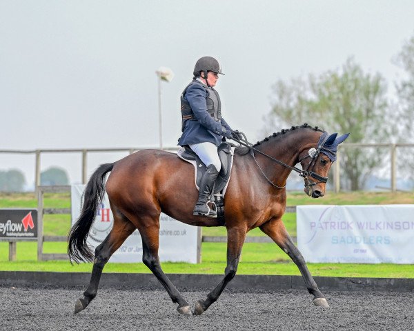 broodmare Day of Glory SN (Hanoverian, 2015, from Damon Hill)