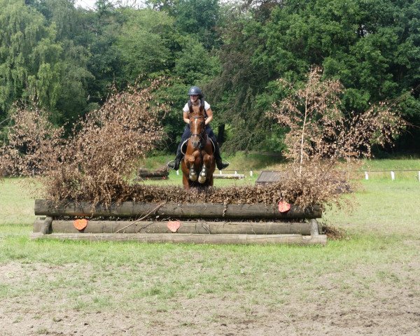 dressage horse Don Fridolin (Hanoverian, 2016, from Dondante)