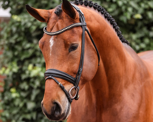 stallion Easy Jet (Oldenburg show jumper, 2021, from Emerald van 't Ruytershof)