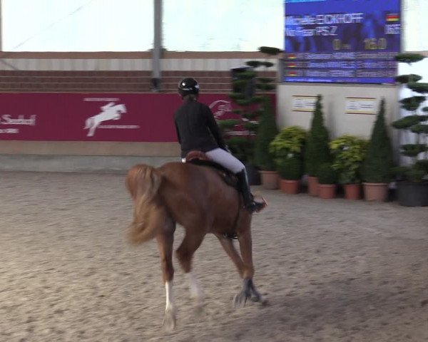 Reitturnier Kaldenkirchen - Gestüt Seehof 2024