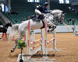 jumper Tortola Os (anglo european sporthorse, 2015, from Ufo 192)