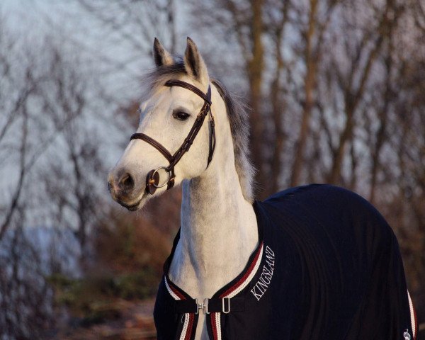 Pferd Farah (KWPN (Niederländisches Warmblut), 2010, von Astrello)