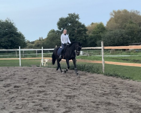 horse Blue ocen Dollar TS (Oldenburg, 2020, from Best of Gold)