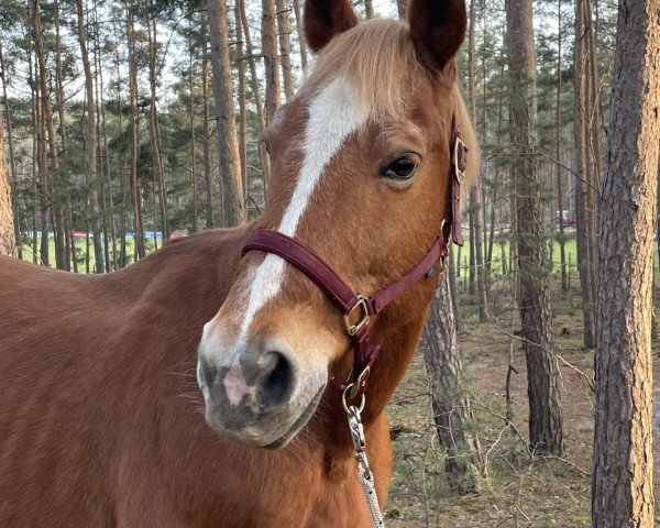 jumper Farus (German Sport Horse, 2004, from Freshman)