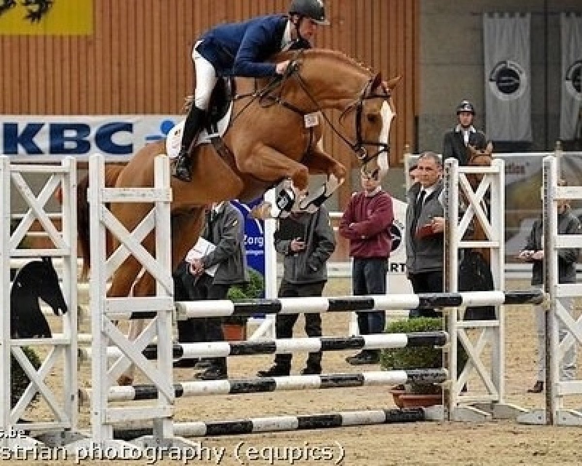 stallion De Flor 111 Z (Zangersheide riding horse, 2011, from Der Senaat 111)