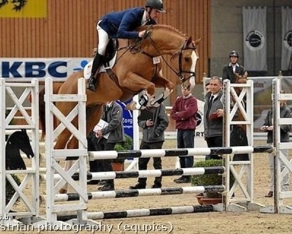 stallion De Flor 111 Z (Zangersheide riding horse, 2011, from Der Senaat 111)