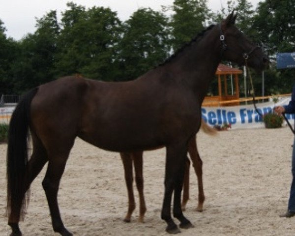 broodmare Cristal Mansolein (Selle Français, 2012, from Kaloubet D’tourelle)
