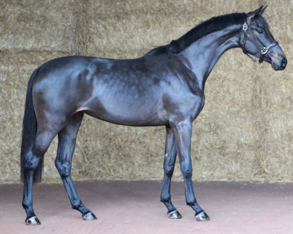 horse Dancing Queen (KWPN (Royal Dutch Sporthorse), 2021, from Just Wimphof)